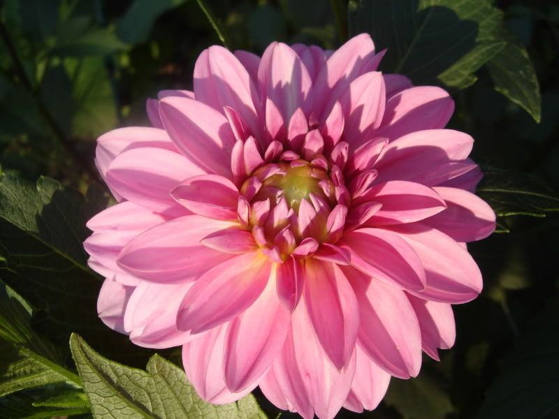 Photo Sharing and Video Hosting at Photobucket